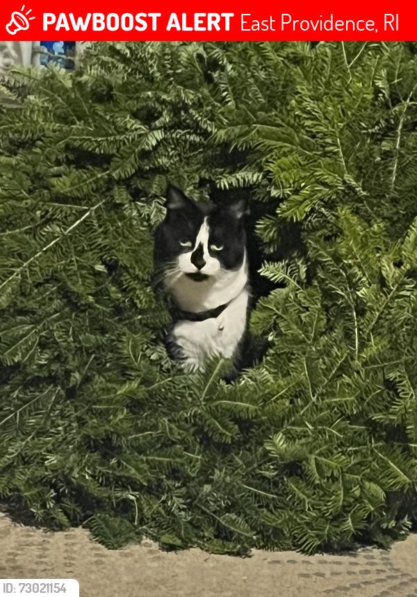 Lost Male Cat last seen North Broadway, East Providence, RI 02914