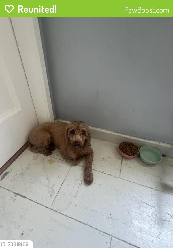 Reunited Female Dog last seen King, Los Angeles, CA 90008