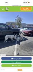 Lost Female Dog last seen Near Tomlinson ave , Riverside, CA 92503