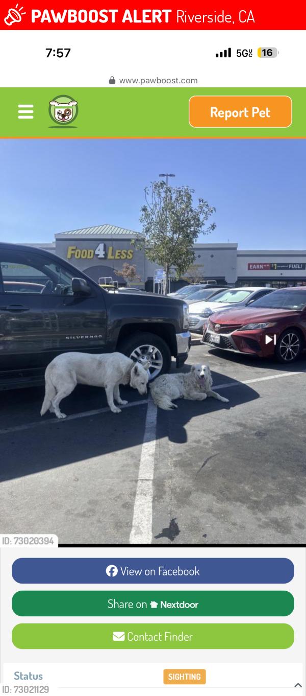 Lost Female Dog last seen Near Tomlinson ave , Riverside, CA 92503