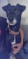 Lost Female Dog last seen Mercado granjinha, Embu-Guaçu, SP 