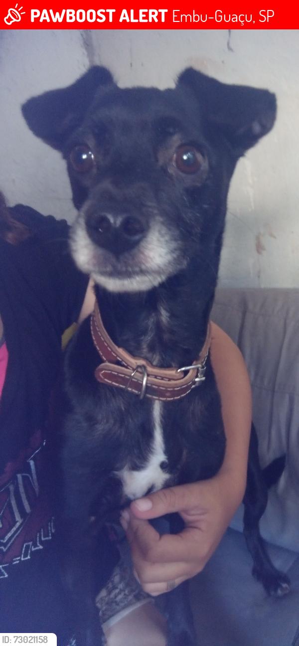 Lost Female Dog last seen Mercado granjinha, Embu-Guaçu, SP 