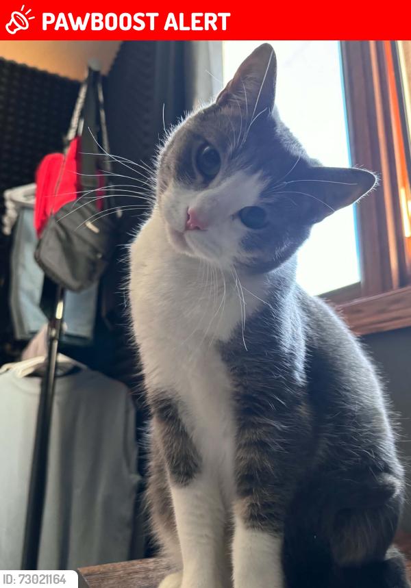 Lost Male Cat last seen Belmont lane east and Eldridge , North Saint Paul, MN 55109