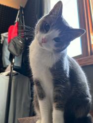Lost Male Cat last seen Belmont lane east and Eldridge , North Saint Paul, MN 55109