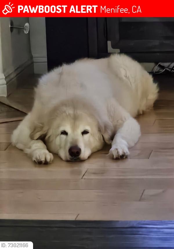 Lost Female Dog last seen Blackhawk , Menifee, CA 92585