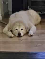 Lost Female Dog last seen Blackhawk , Menifee, CA 92585