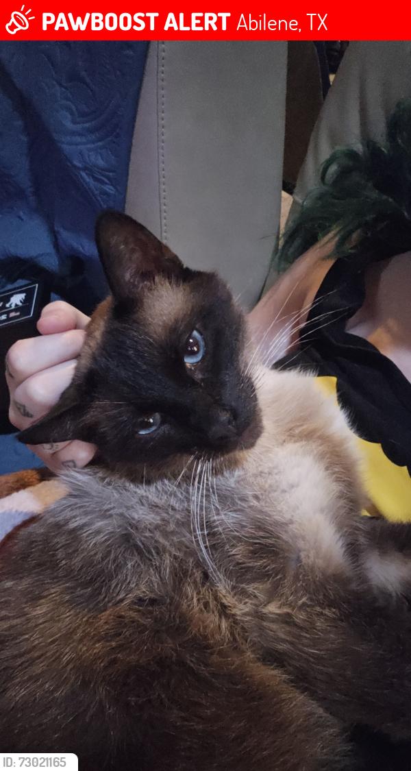 Lost Male Cat last seen Foothill rd, Abilene, TX 79602