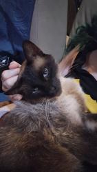 Lost Male Cat last seen Foothill rd, Abilene, TX 79602