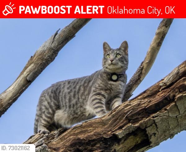 Lost Male Cat last seen SW 149th and May, Oklahoma City, OK 73170