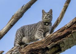 Lost Male Cat last seen SW 149th and May, Oklahoma City, OK 73170