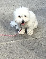 Reunited Female Dog last seen Harvard Ave, Medford, MA 02155