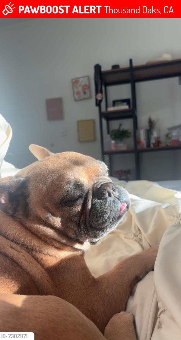 Lost Male Dog last seen Near Shirley dr, Thousand Oaks, CA 91320