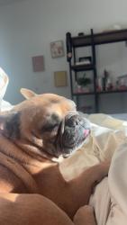 Lost Male Dog last seen Near Shirley dr, Thousand Oaks, CA 91320