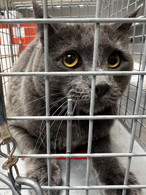 Shelter Stray Male Cat last seen SAHARA/ PENNWOOD, 655 N Mojave Rd, Las Vegas, NV 89101, USA