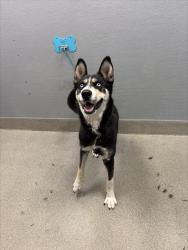 Shelter Stray Female Dog last seen E BONANZA RD & N PECOS RD, 655 N Mojave Rd, Las Vegas, NV 89101, USA