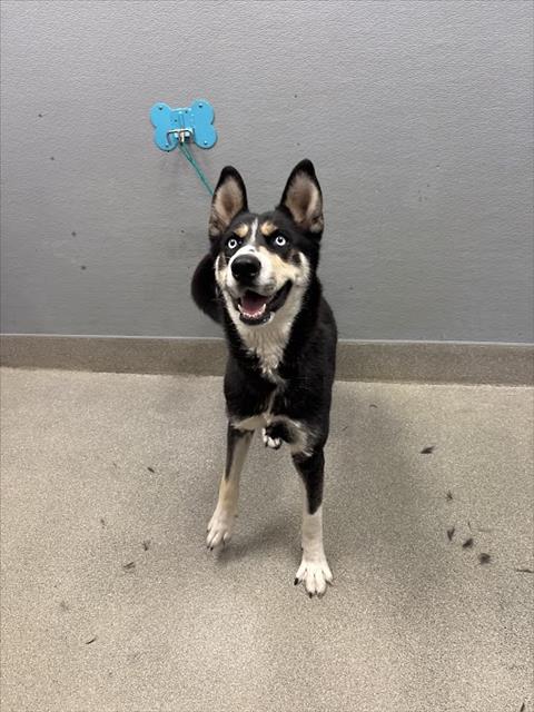 Shelter Stray Female Dog last seen E BONANZA RD & N PECOS RD, 655 N Mojave Rd, Las Vegas, NV 89101, USA