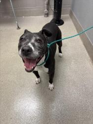Shelter Stray Female Dog last seen E CRAIG RD & LOSEE RD, 655 N Mojave Rd, Las Vegas, NV 89101, USA