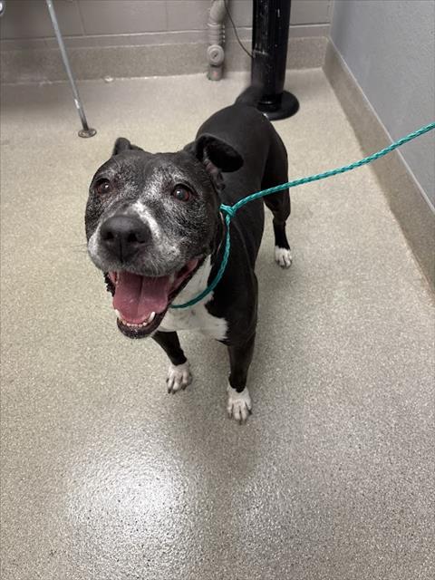 Shelter Stray Female Dog last seen E CRAIG RD & LOSEE RD, 655 N Mojave Rd, Las Vegas, NV 89101, USA