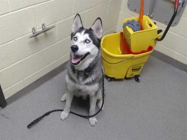 Shelter Stray Male Dog last seen Near BLOCK S CORONA ST. DENVER CO 80218, 1241 W Bayaud Ave, Denver, CO 80223, USA