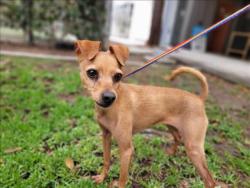 Shelter Stray Female Dog last seen , 957 N Gaffey St, San Pedro, CA 90731, USA