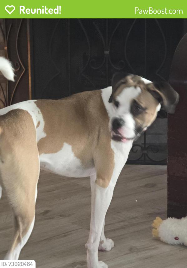 Reunited Female Dog last seen Staples and Holly, Corpus Christi, TX 78413