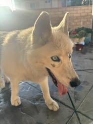Found/Stray Unknown Dog last seen Hubbard and Foothill street , Los Angeles, CA 91342