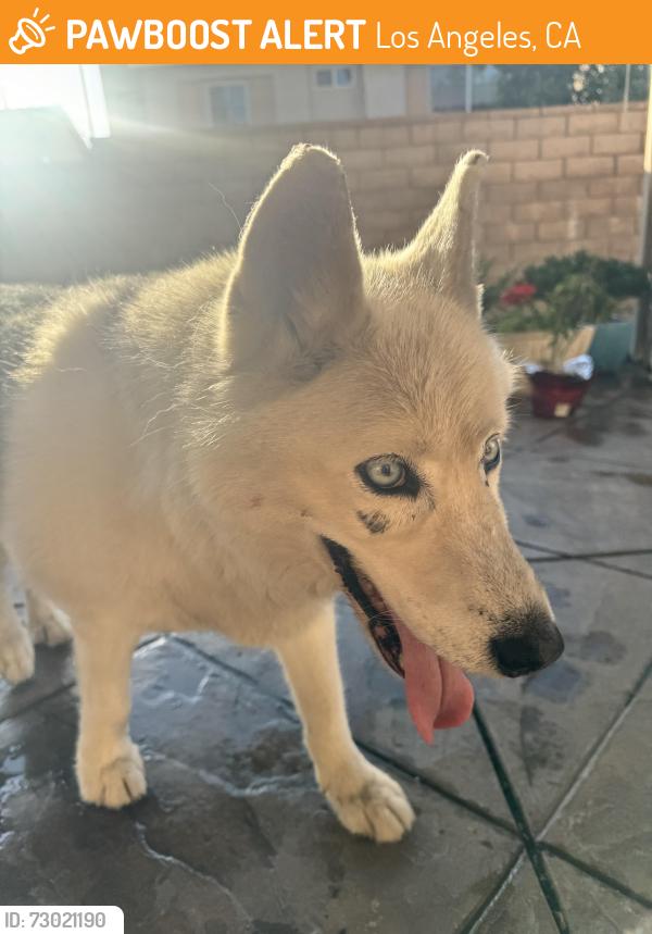 Found/Stray Unknown Dog last seen Hubbard and Foothill street , Los Angeles, CA 91342
