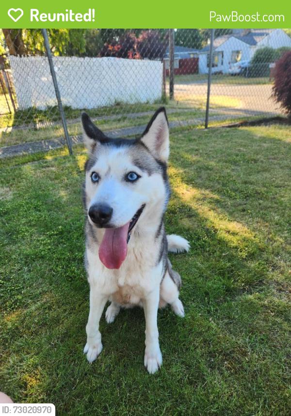 Reunited Female Dog last seen 116th , Parkland, WA 98444