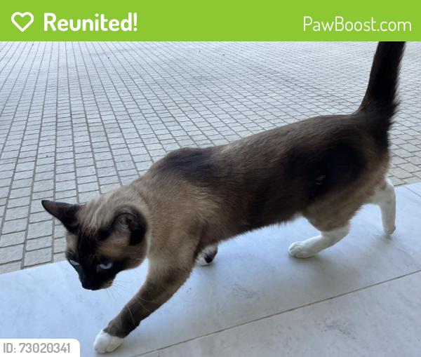 Reunited Male Cat last seen Greenbush ave, Los Angeles, CA 91401