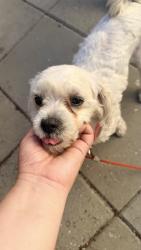 Reunited Female Dog last seen Salt lake park, Huntington Park, CA 90201