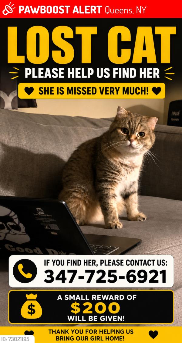 Lost Female Cat last seen Around 111st and jamaica ave, Queens, NY 11418