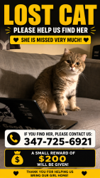 Lost Female Cat last seen Around 111st and jamaica ave, Queens, NY 11418