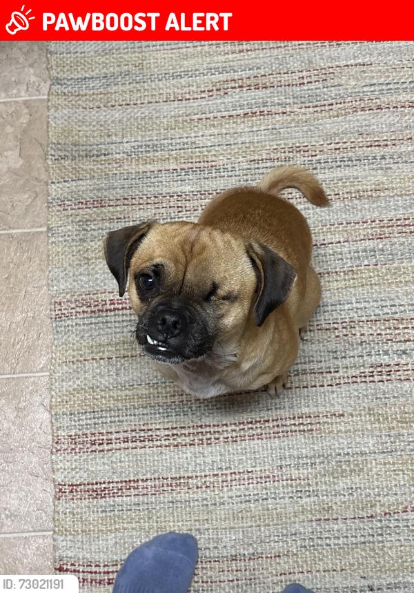 Lost Male Dog last seen West Orange Ave in SSF. Possibly El Camino Real, South San Francisco, CA 94080
