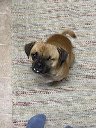 Lost Male Dog last seen West Orange Ave in SSF. Possibly El Camino Real, South San Francisco, CA 94080