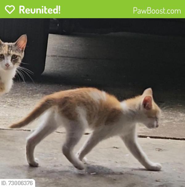 Reunited Female Cat last seen Near sunnyside drive, Lawrenceville, ga, Lawrenceville, GA 30044