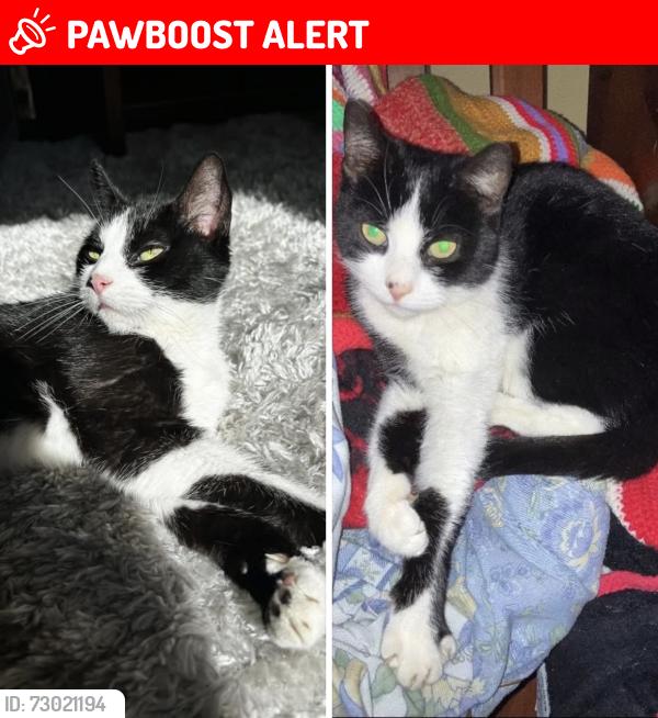 Lost Female Cat last seen Baker Ave, Berkeley Heights, NJ 07922
