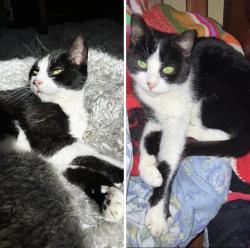 Lost Female Cat last seen Baker Ave, Berkeley Heights, NJ 07922