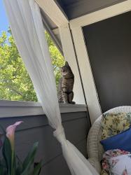 Lost Female Cat last seen N mccarran, Reno, NV 89523
