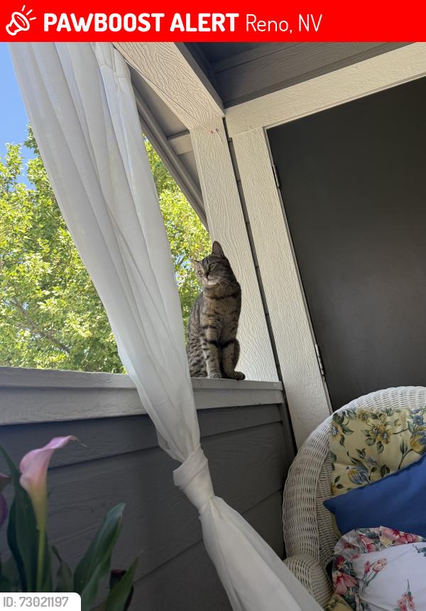 Lost Female Cat last seen N mccarran, Reno, NV 89523