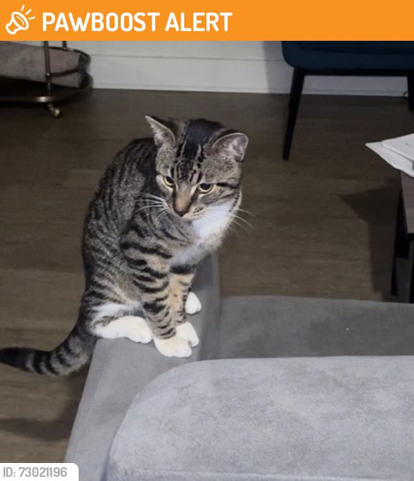 Found/Stray Male Cat last seen alafaya and park rd, Seminole County, FL 32765