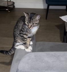 Found/Stray Male Cat last seen alafaya and park rd, Seminole County, FL 32765