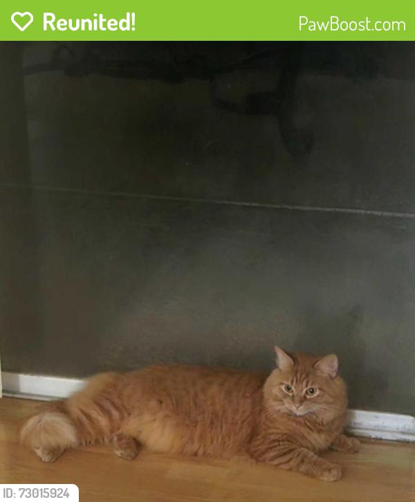 Reunited Male Cat last seen Morning Circle , Wayne, PA 19087