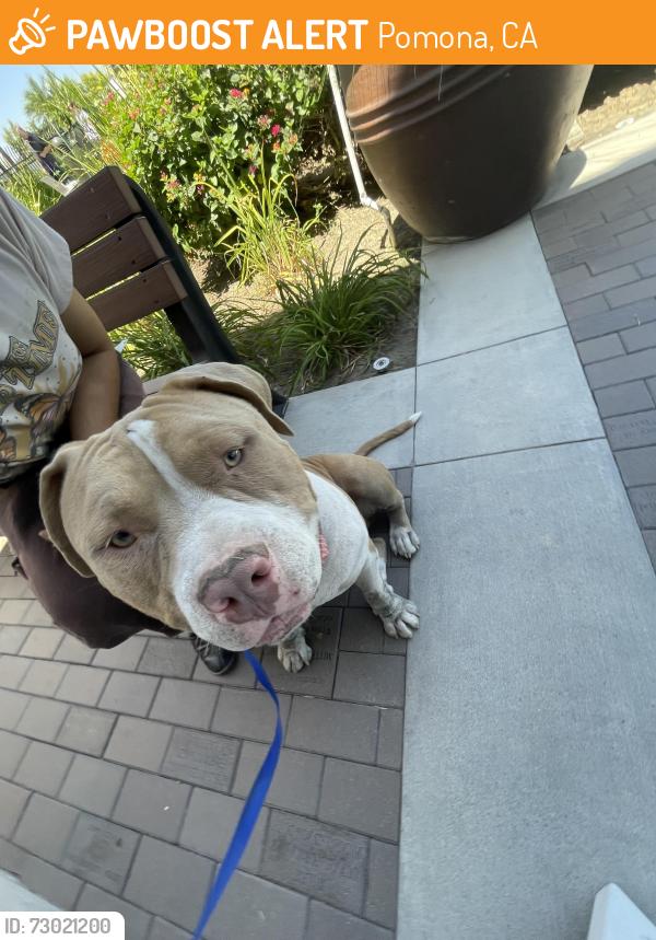 Found/Stray Male Dog last seen Near Valley Blvd Pomona, CA  91768 United States, Pomona, CA 91768