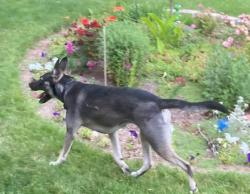 Found/Stray Unknown Dog last seen Northview and Curtis Roads in Boise, Boise, ID 83706