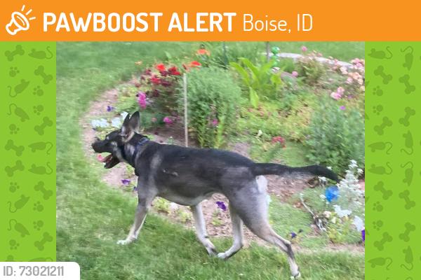 Found/Stray Unknown Dog last seen Northview and Curtis Roads in Boise, Boise, ID 83706