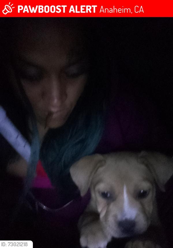 Lost Female Dog last seen Lancaster.ca, Anaheim, CA 92806