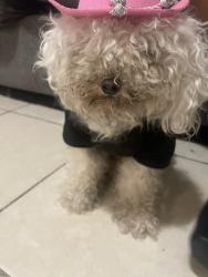 Lost Male Dog last seen Leonard, Lehigh Acres, FL 33973