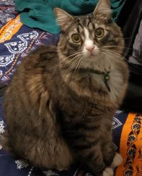 Lost Male Cat last seen SW Haines St & SW Lesser Rd, Portland, OR 97219