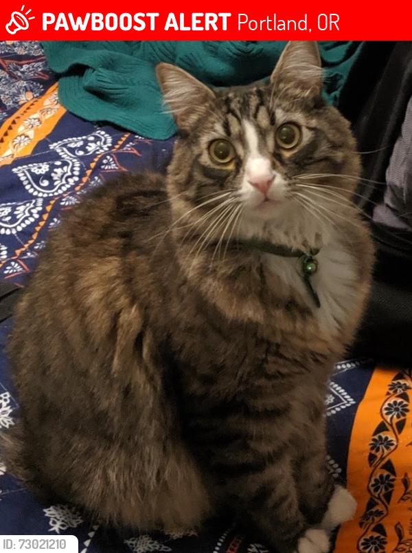 Lost Male Cat last seen SW Haines St & SW Lesser Rd, Portland, OR 97219