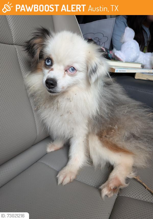 Found/Stray Female Dog last seen Geneva/charlton, Austin, TX 78723